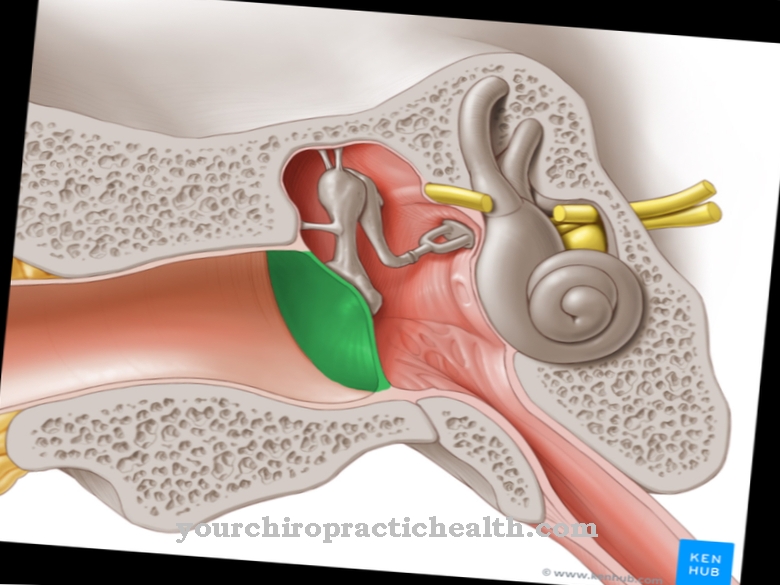 Tympanic cavity