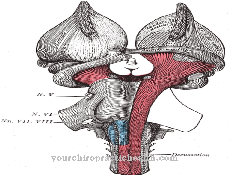 Pedunculi cerebri