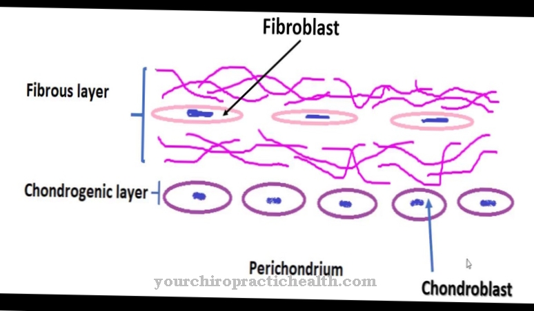 Perikondrium