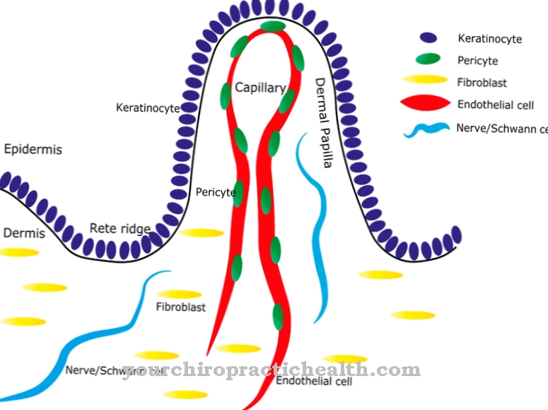 pericyte