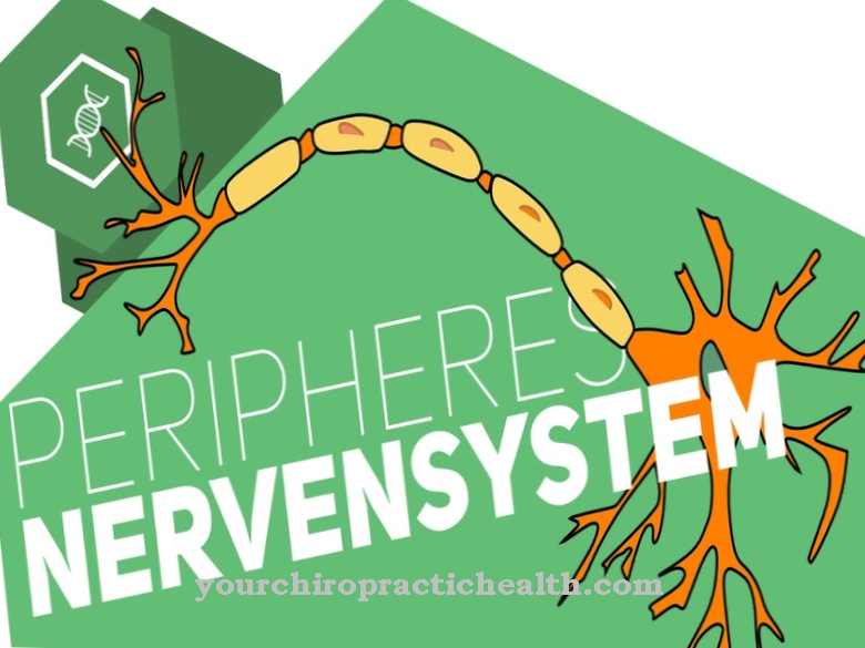 Peripheral nervous system