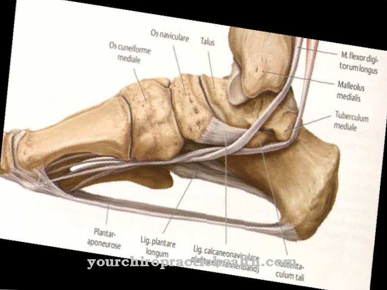 Fascia plantar