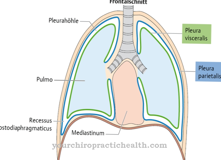 Pleural cavity