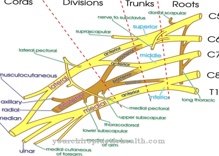 Brachial plexus