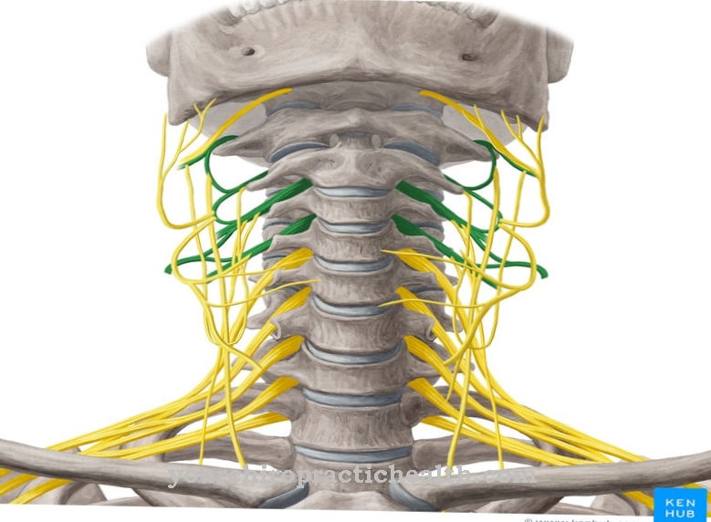 Cervical plexus