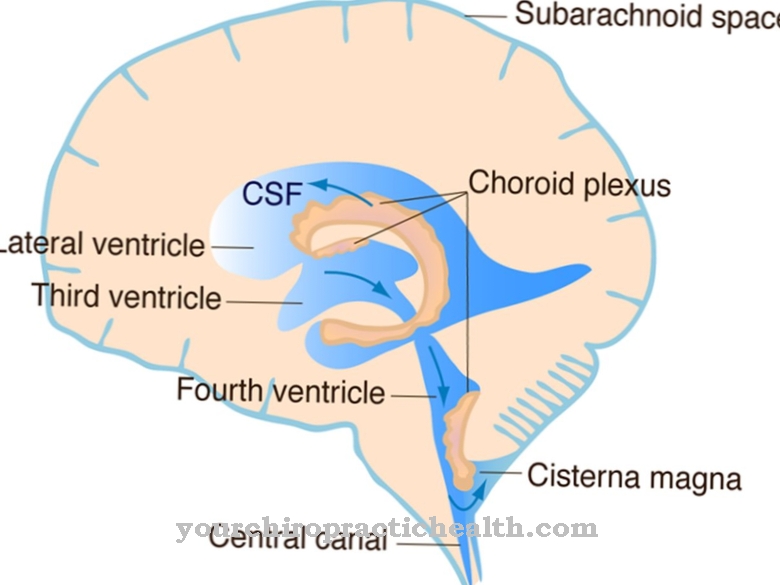 Choroïde plexus