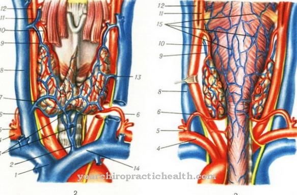 Pharyngeale plexus