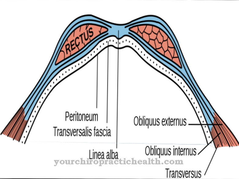 ปลอก Rectus