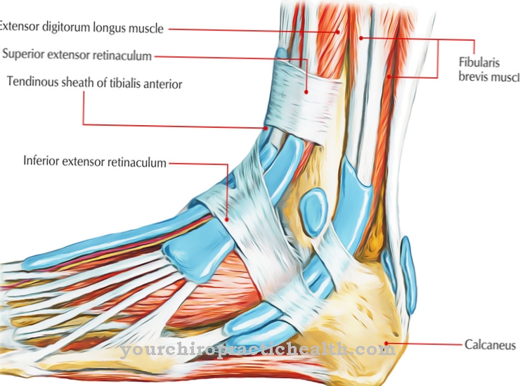 Retinacul flexor