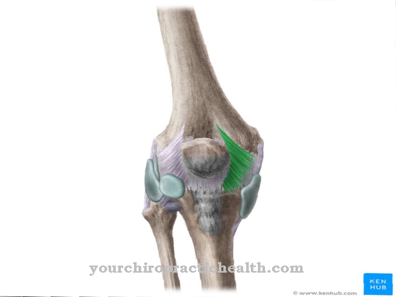 Retinaculum patellae