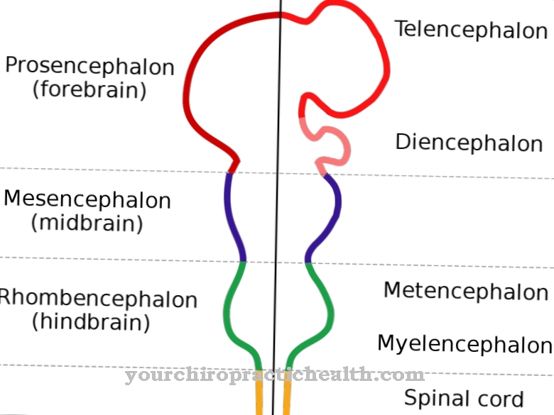 rhombencephalon