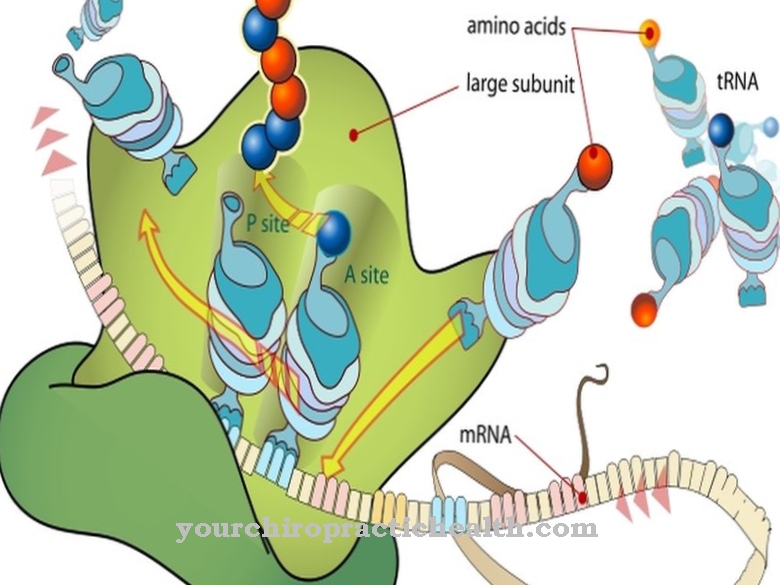 Ribosome