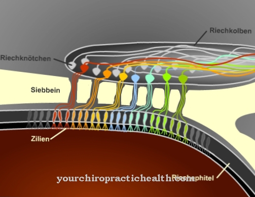 Olfactory bulb