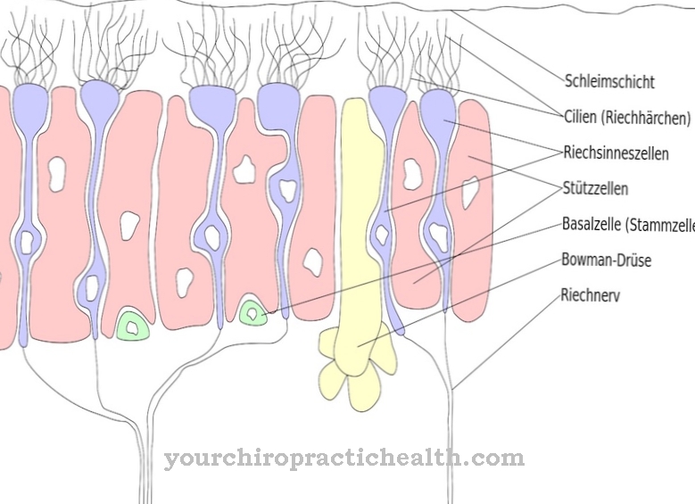 Olfactory mucosa