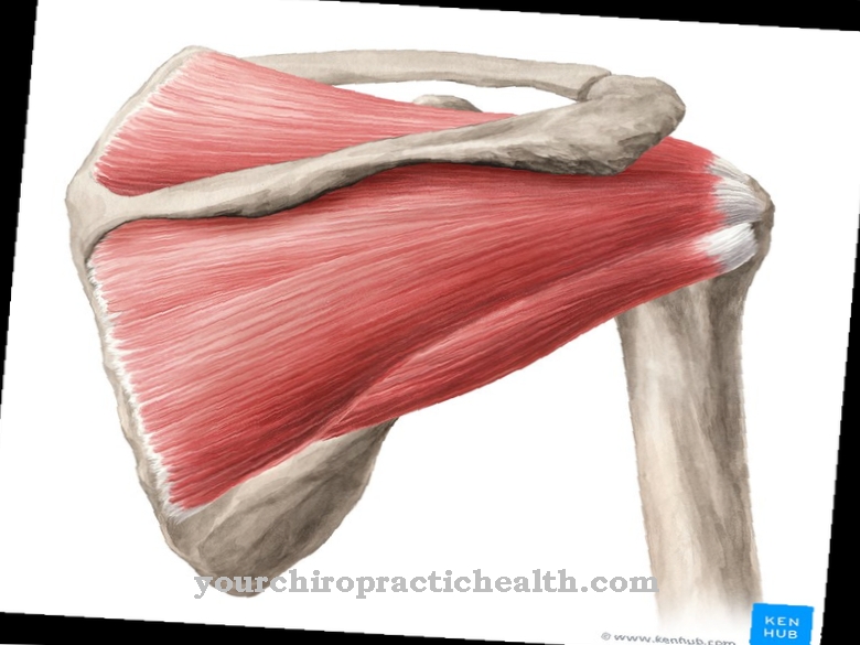 Rotator cuff