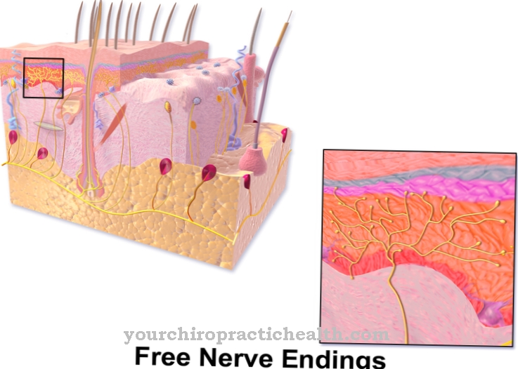 Ruffini corpuscles