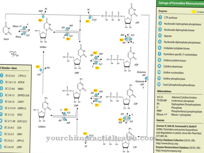 Salvage Pathway