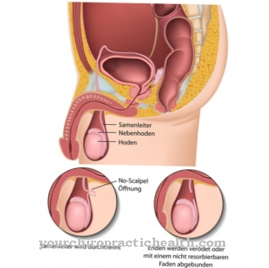 Vas deferens