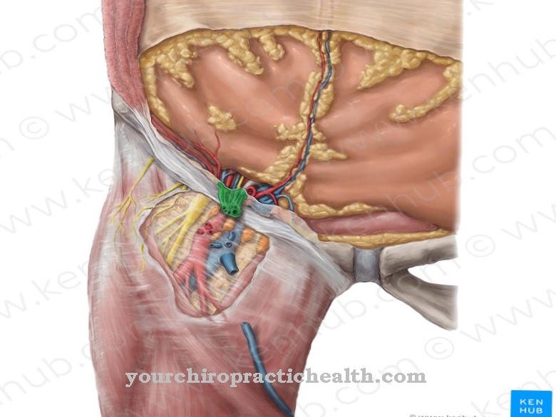 Spermatic cord