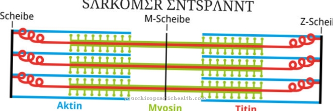 Sarcomere