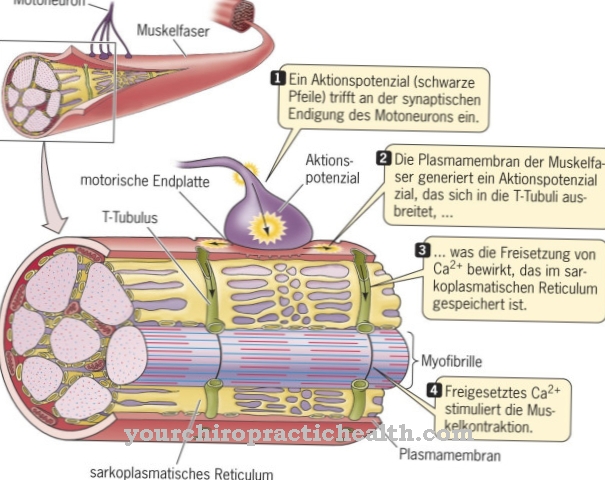 Sarcoplasmic reticulum