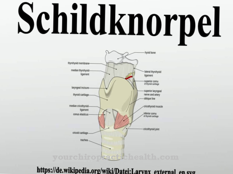 Schildkraakbeen