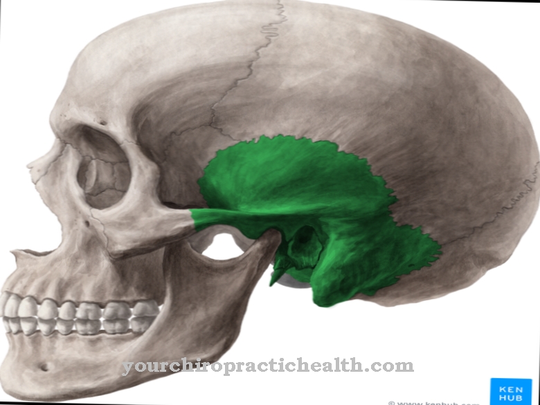 Temporal bone