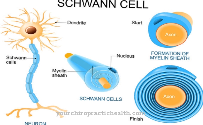 Schwann-solu