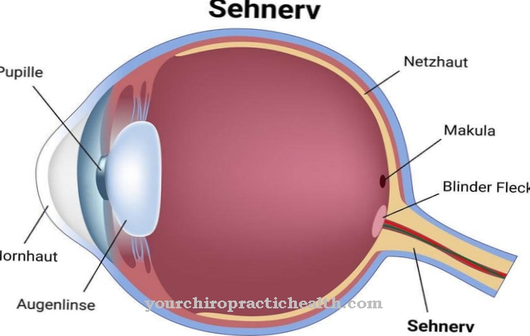 Saraf optik