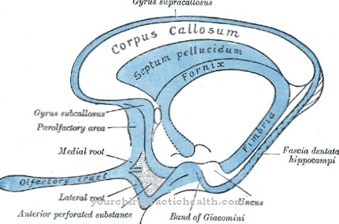 Septum pellucidum