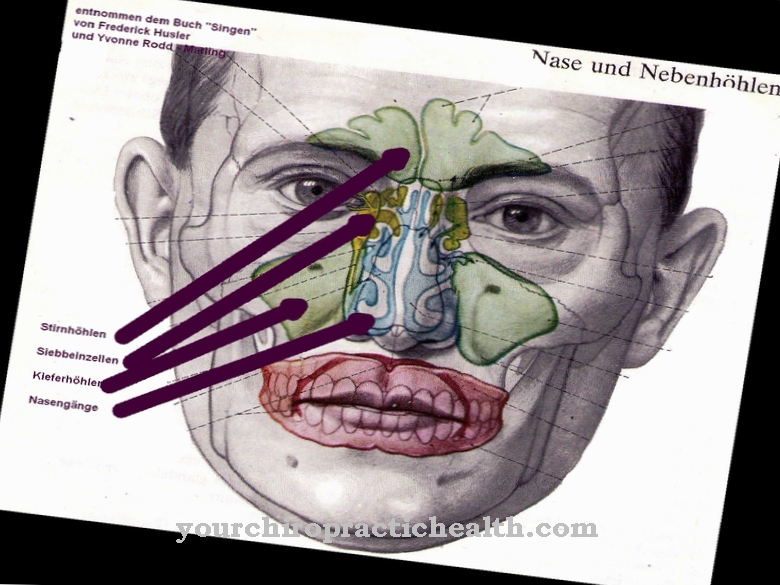 Ethmoid rakud