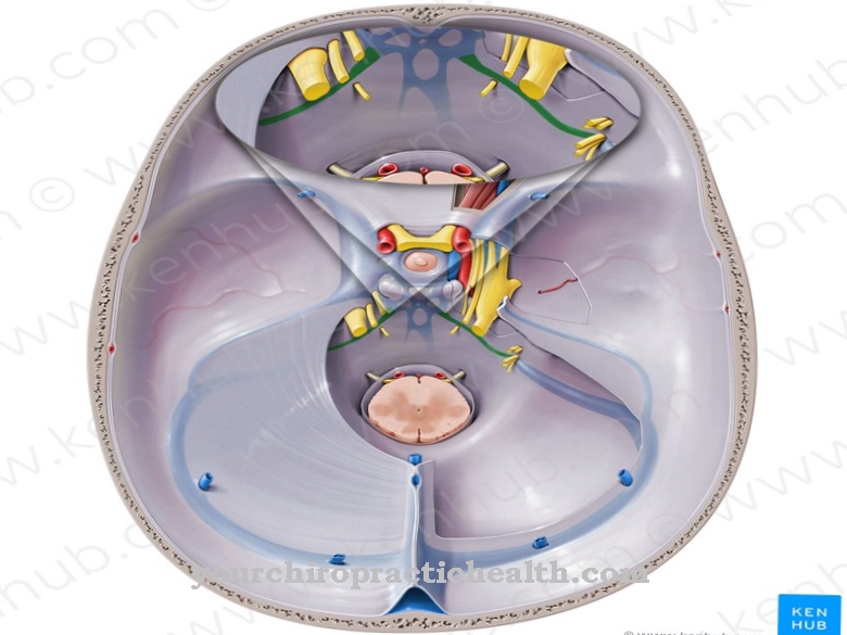 Inferior petrosal sinus