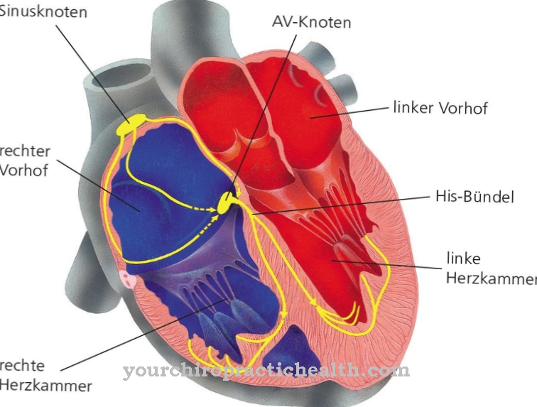 Sinus node