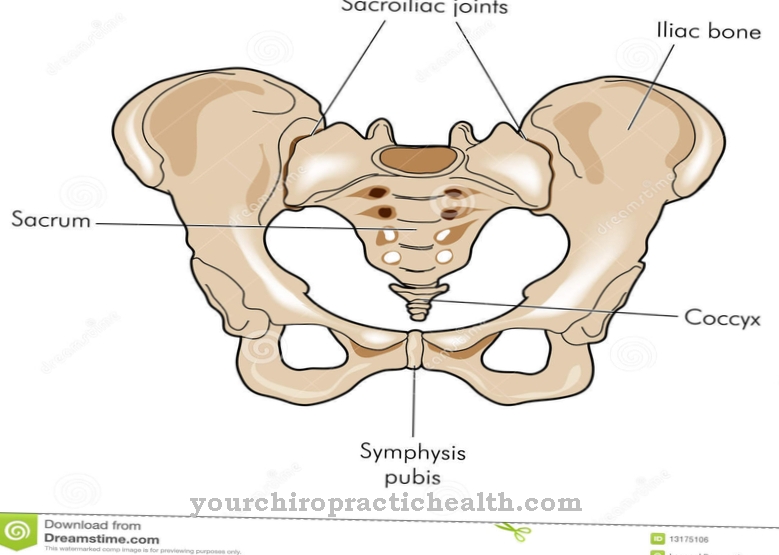 Ischium