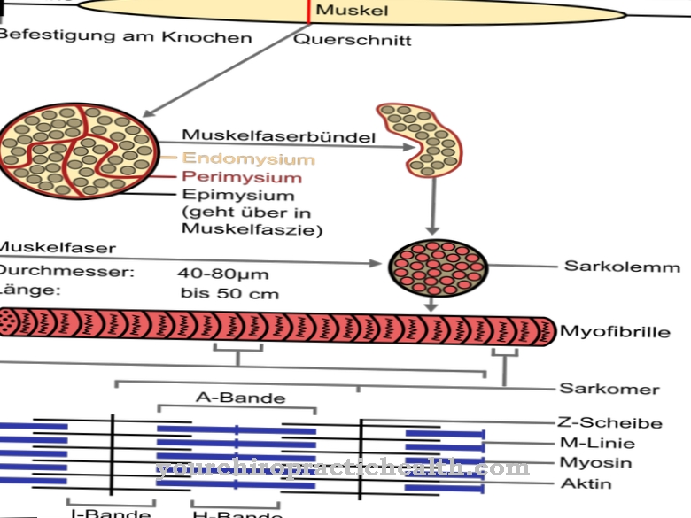 Skelettmuskler