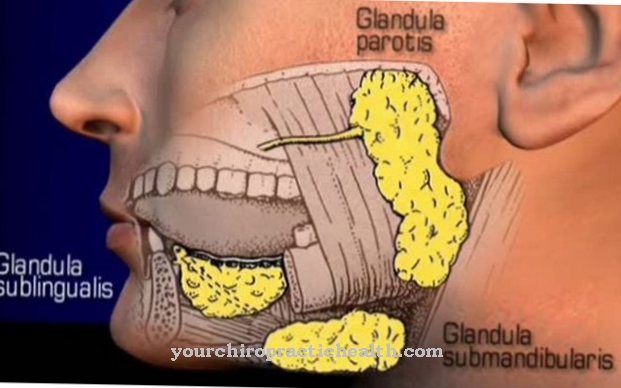 Salivary gland