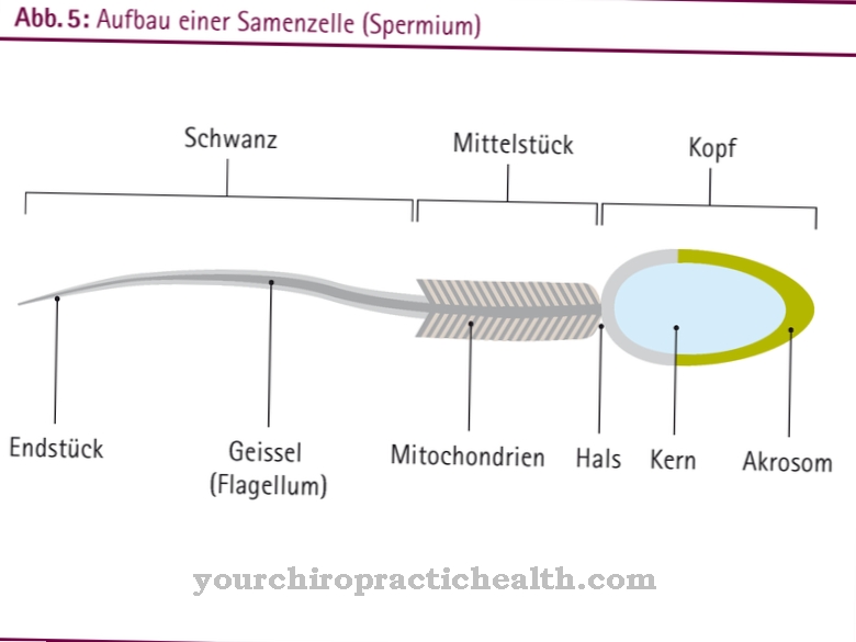 sperm