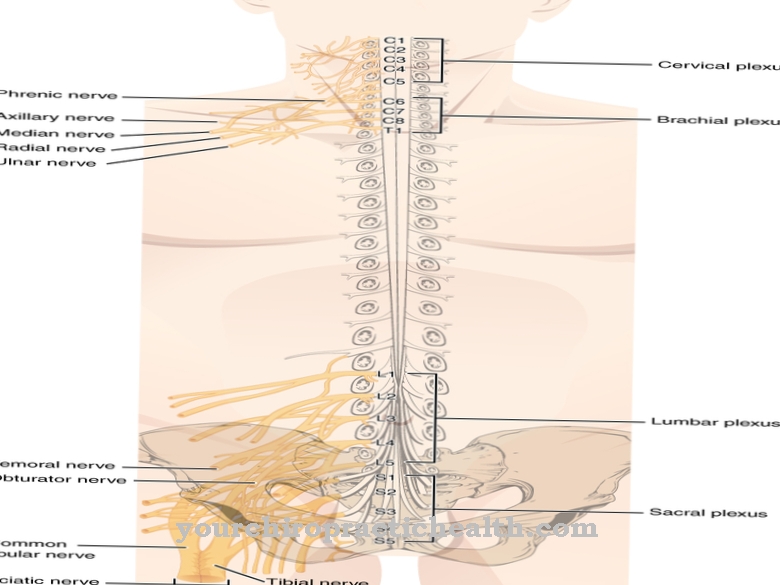 Spinal nerves