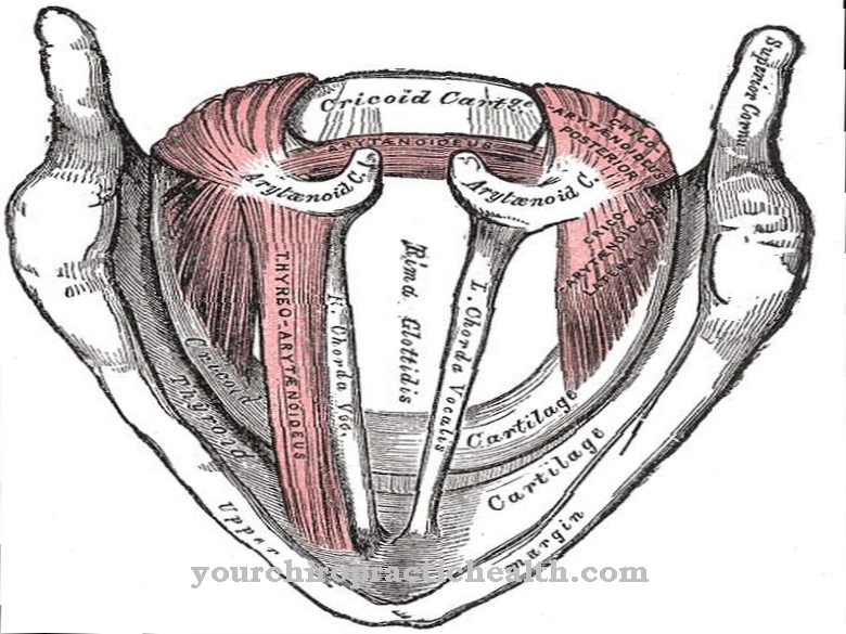 Cartilage