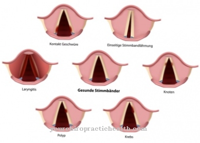 vocal cords