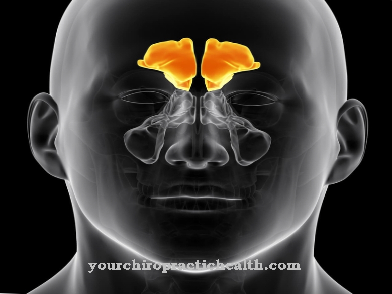 Frontal sinus