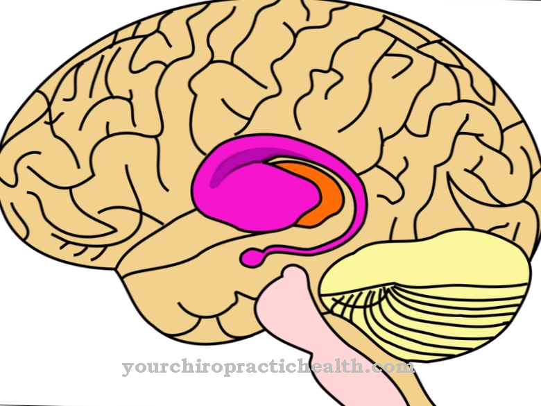 Striatum