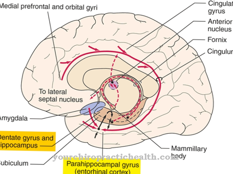 Subiculum