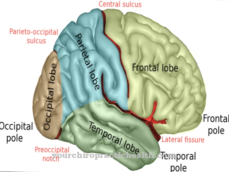 Central sulcus