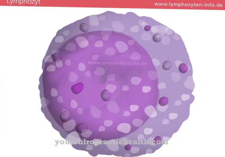 T lymphocyte