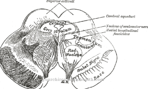 Tegmentum