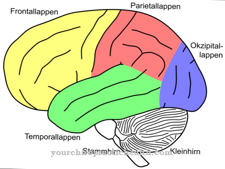 Temporal lobe