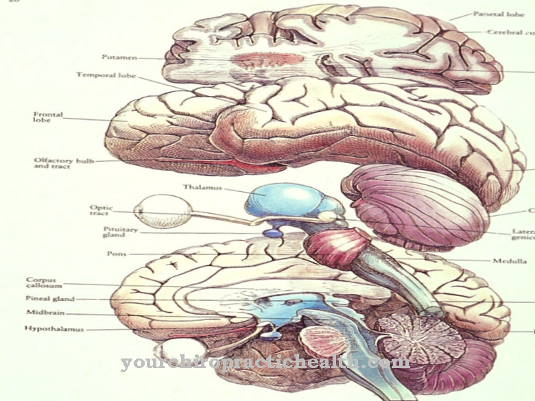 Thalamus