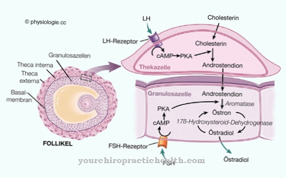 Theca cell