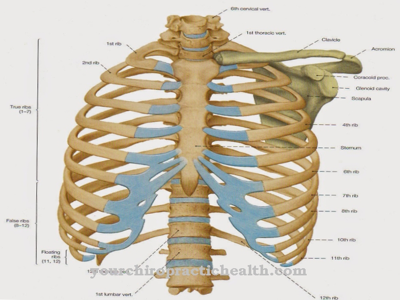 thorax